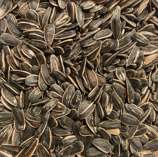 GRAINES DE TOURNESOLS EN ÉCALES SALÉES